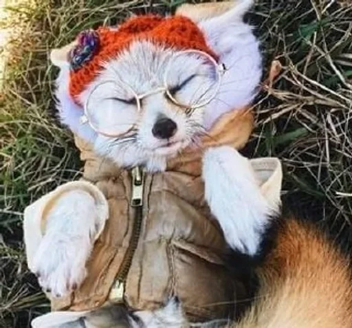 животное мех млекопитающее