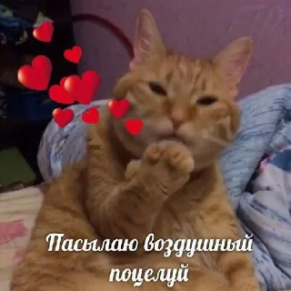 Sticker котеньки и чуть-чуть ещё - 6