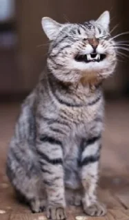 Стикер WhatIsLove - 9