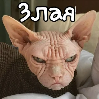 Стикер WhatIsLove - 1