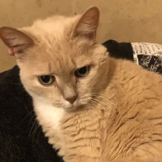 Стикер Лиза mood - 11