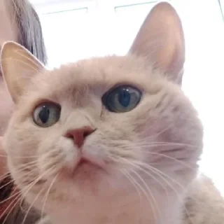 Стикер Лиза mood - 7