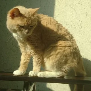 Стикер Лиза mood - 5