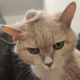 Стикер Лиза mood - 8