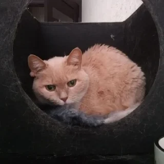 Стикер Лиза mood - 3