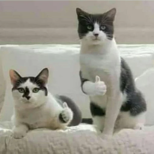 Sticker LizardMemes - 1