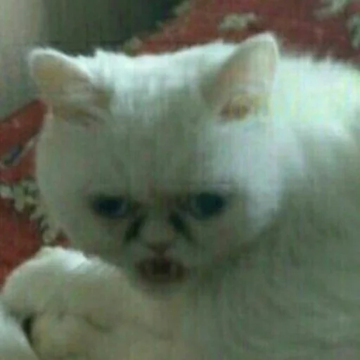 Sticker LizardMemes - 1