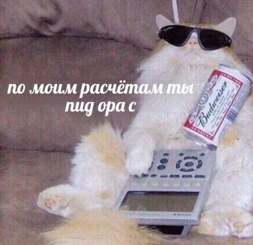 СМС животное кошка