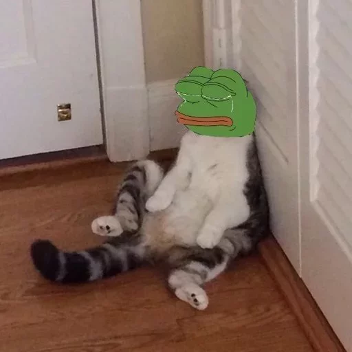 кошка животное комнатный