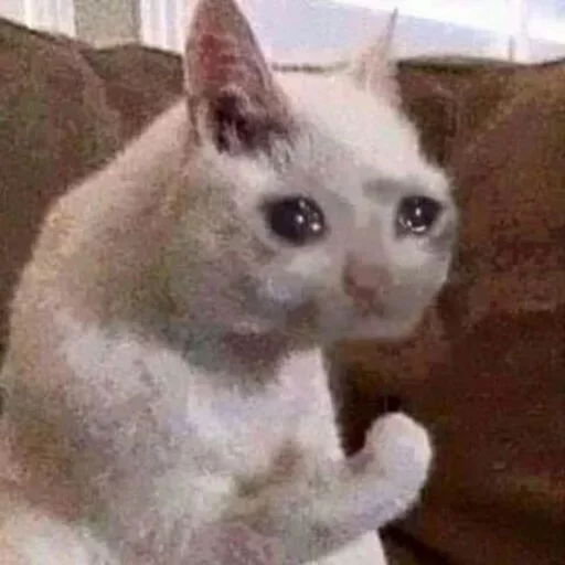 млекопитающее животное кошка