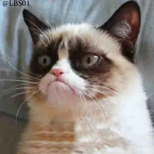 животное кошка млекопитающее