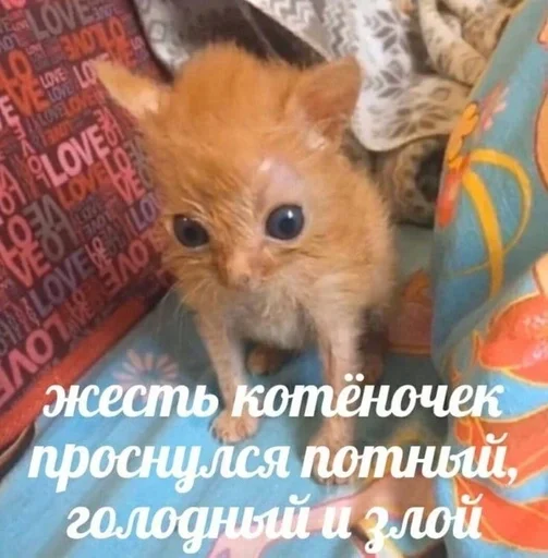 mammal animal domestic cat