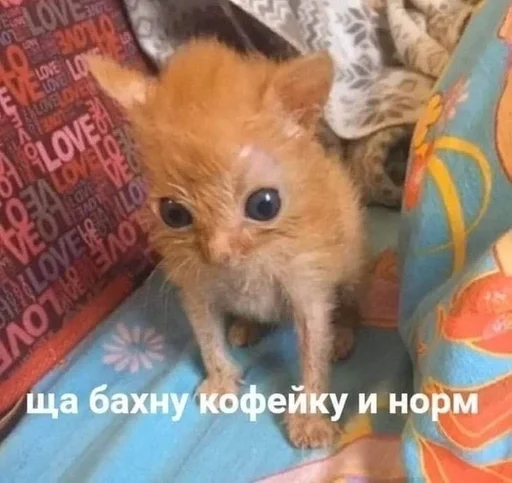 mammal animal kitten