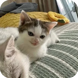 Sticker Больше стиков тут: @stikery4 - 5