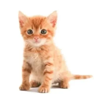 Стикер Больше стиков тут: @stikery4 - 7