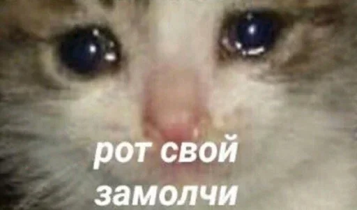 животное млекопитающее кошка