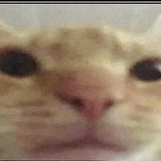 животное млекопитающее кошка