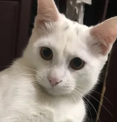 mammal animal domestic cat