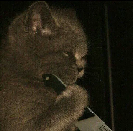 mammal small to medium-sized cats animal