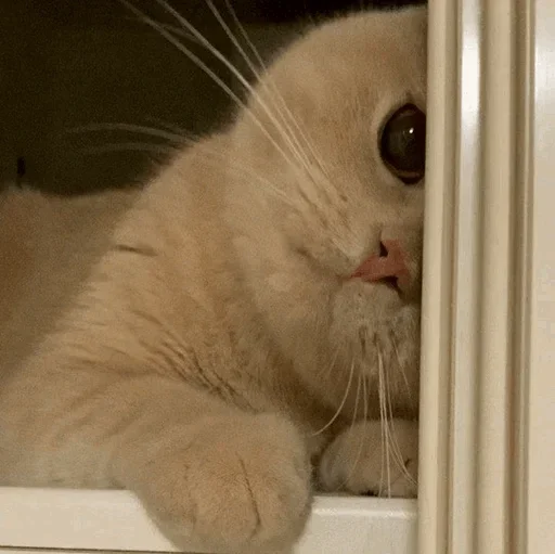 small to medium-sized cats animal mammal