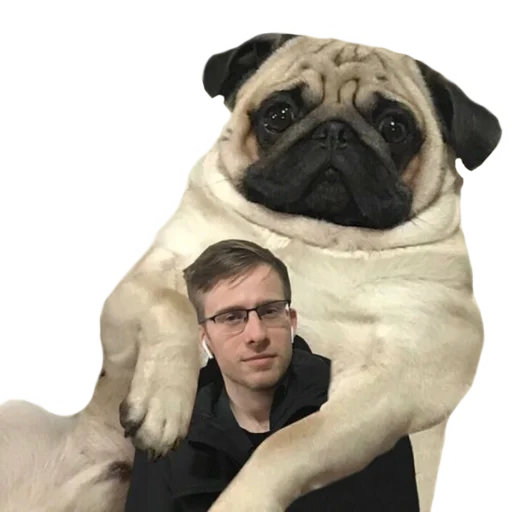 животное млекопитающее собака