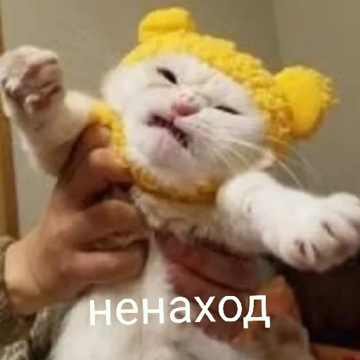 кошка домашняя кошка кошки малого и среднего размера