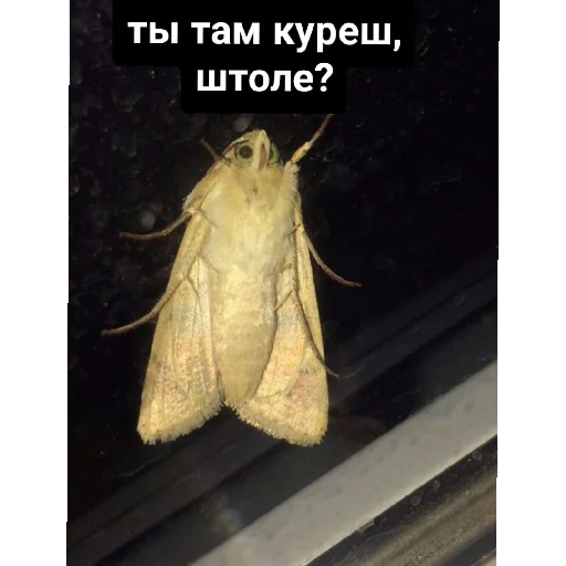 Sticker LohPidr1 - 1