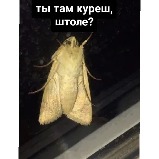 Sticker Лох пидр @svlpng - 7