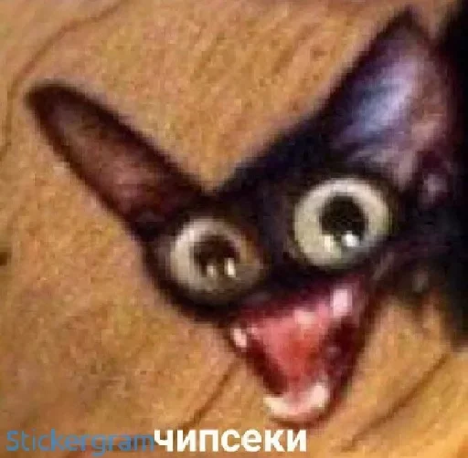 животное млекопитающее котёнок