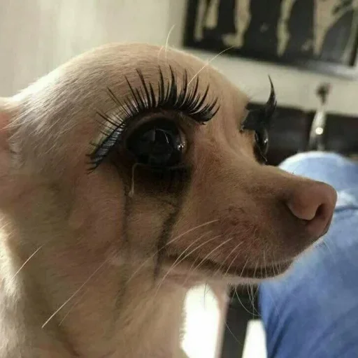 животное домашнее животное млекопитающее