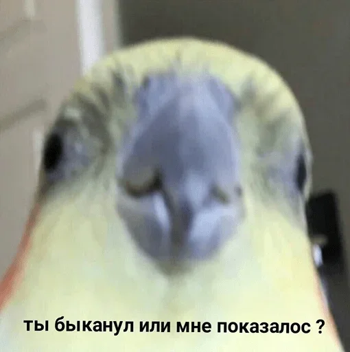 животное птица попугай