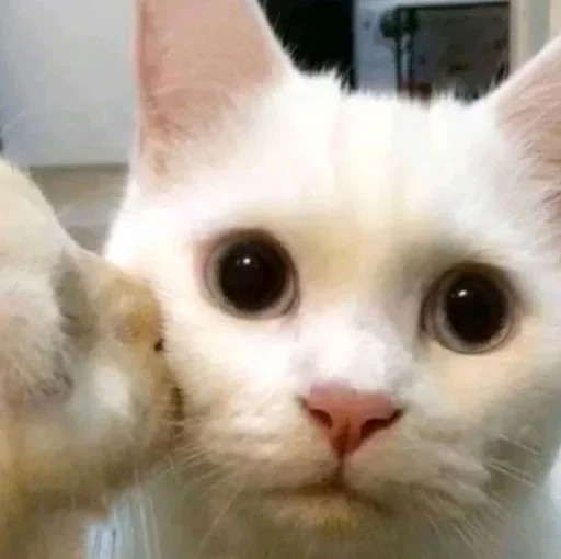 млекопитающее животное кошка