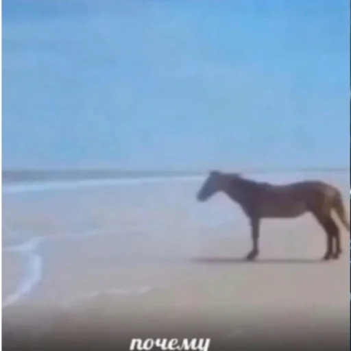 animal horse mammal