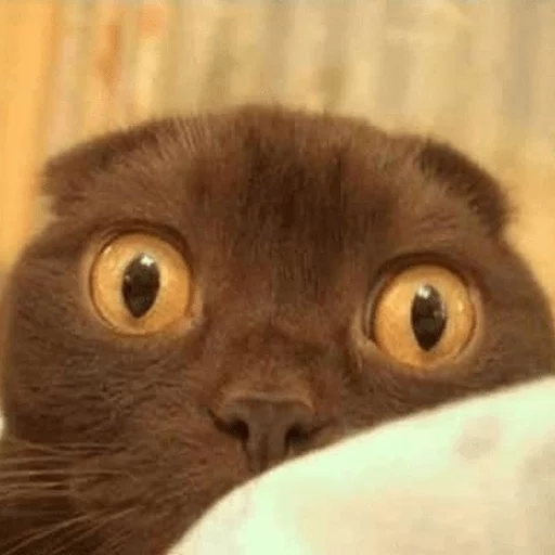 животное млекопитающее домашняя кошка