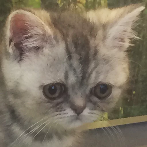 млекопитающее животное кошка