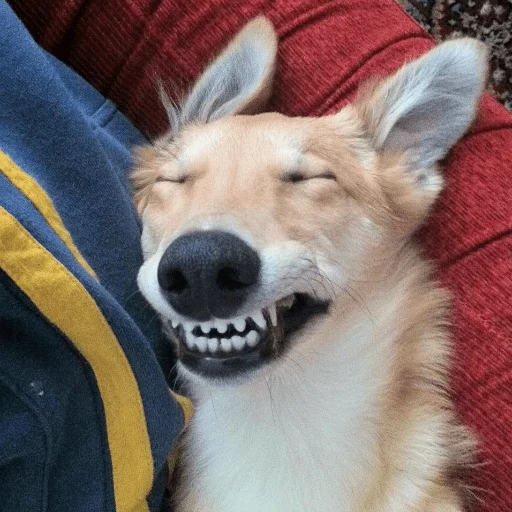 млекопитающее животное домашнее животное