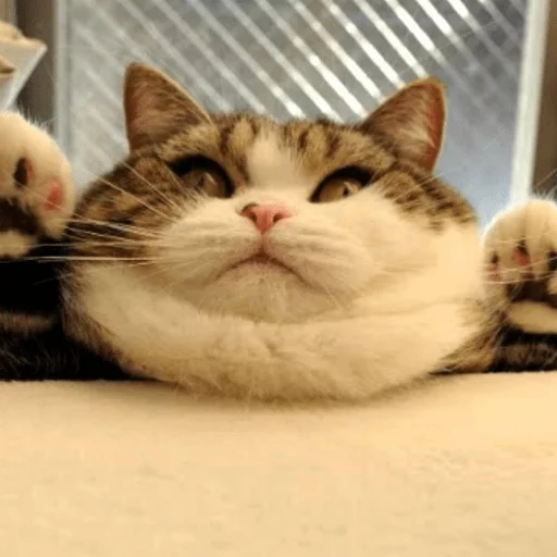 млекопитающее животное кошка