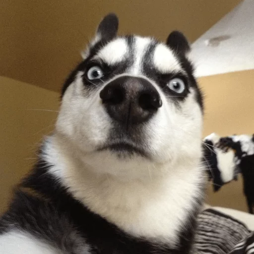 хриплый животное домашнее животное