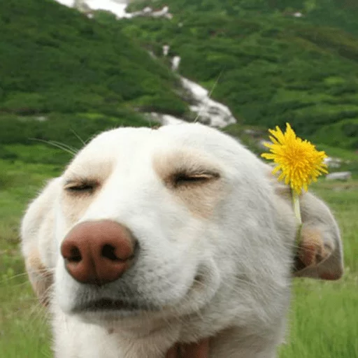 на открытом воздухе трава млекопитающее