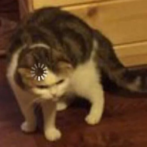 животное млекопитающее кошка