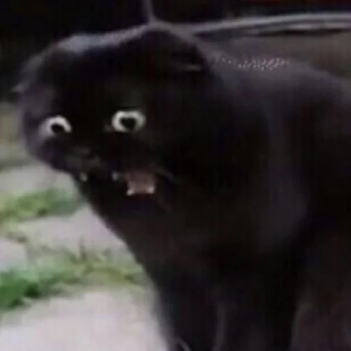 животное млекопитающее кошка