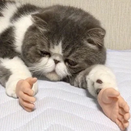 животное млекопитающее кошка