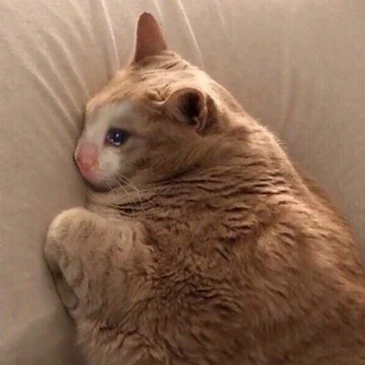 кошка животное домашняя кошка