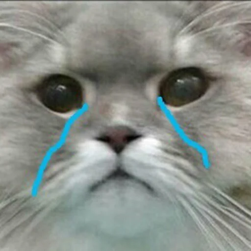 животное млекопитающее кошка