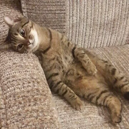 кошка животное кошки малого и среднего размера