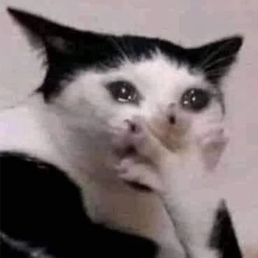 млекопитающее животное домашняя кошка