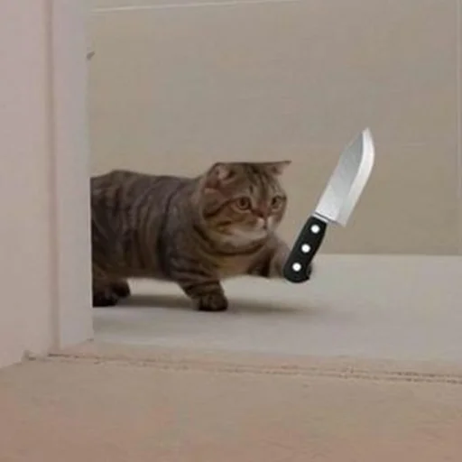 кошка животное комнатный