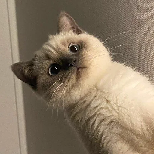 животное млекопитающее кошка