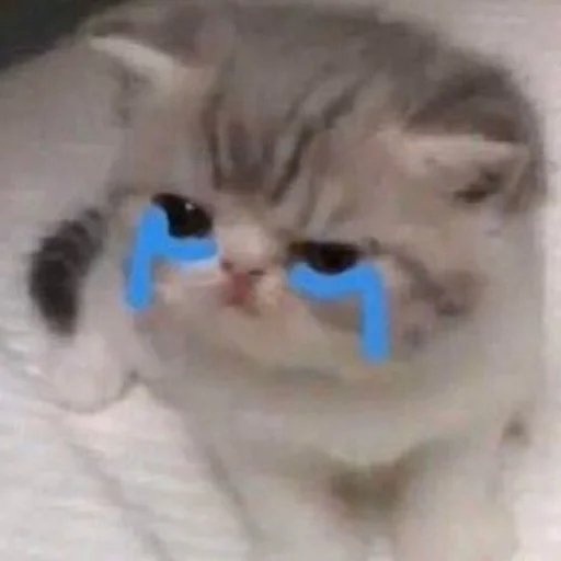 cat mammal small to medium-sized cats