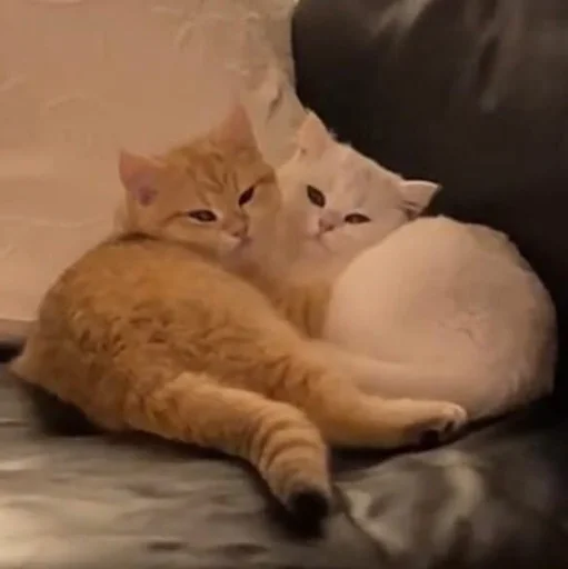 animal small to medium-sized cats cat